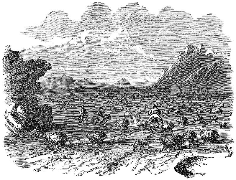 冰岛的沼泽丘景观- 19世纪